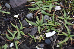 Plagiobothrys scouleri