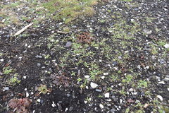 Plagiobothrys scouleri