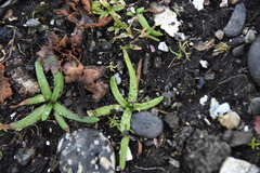 Plagiobothrys scouleri