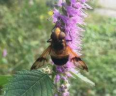 Volucella tabanoides