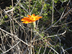 Adenophyllum speciosum
