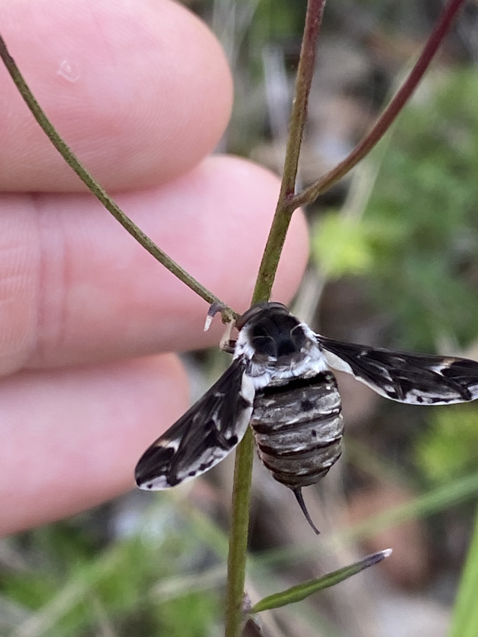 Can anyone identify this bug? looks like a bee. I live in Australia ...