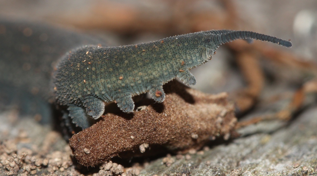 Tsitsikamma velvet worm