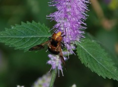 Volucella tabanoides