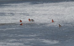 Pyrrhula pyrrhula cassinii