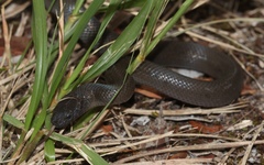 Lycodonomorphus inornatus