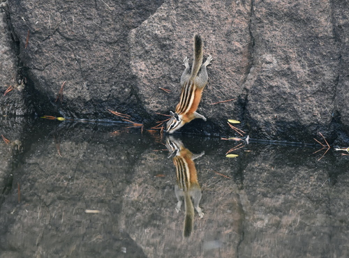 Lodgepole Chipmunk, Amador County, CA, USA, photo 7 of 10