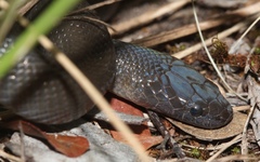 Lycodonomorphus inornatus