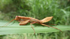 Sphodropoda quinquedens