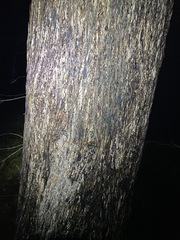 Eucalyptus baileyana