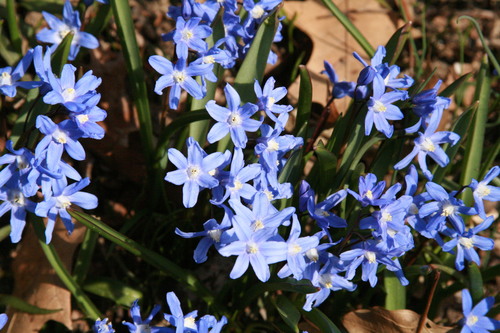 Scilla sardensis (Whittall ex Barr & Sugden) Speta
