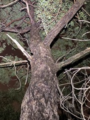 Eucalyptus baileyana