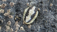 Ischnochiton maorianus