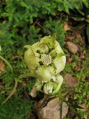 Psacalium cirsiifolium