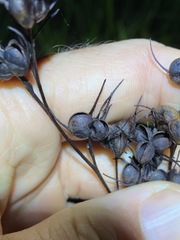 Haemodorum austroqueenslandicum