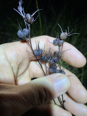 Haemodorum austroqueenslandicum