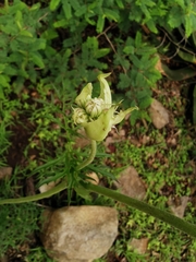 Psacalium cirsiifolium