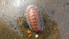 Ischnochiton maorianus