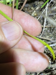 Haemodorum austroqueenslandicum