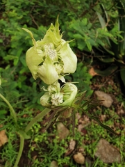 Psacalium cirsiifolium