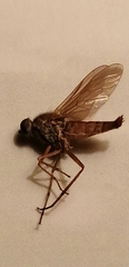 Entesia notabilis