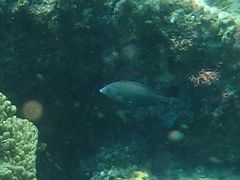 Anampses caeruleopunctatus