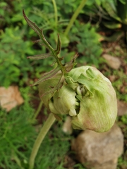 Psacalium cirsiifolium