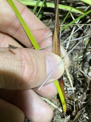 Haemodorum austroqueenslandicum