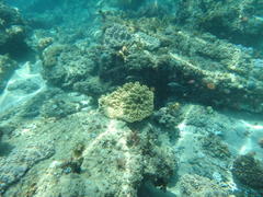 Anampses caeruleopunctatus