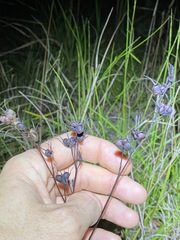 Haemodorum austroqueenslandicum