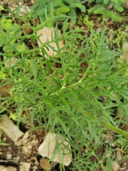 Psacalium cirsiifolium
