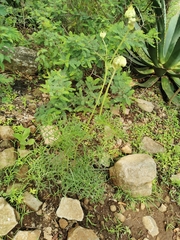 Psacalium cirsiifolium