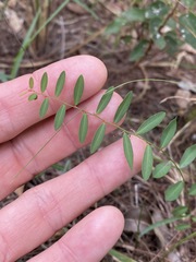Phyllanthus virgatus