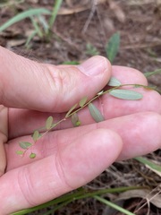 Phyllanthus virgatus