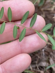 Phyllanthus virgatus