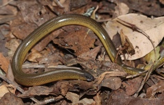 Eastern Cape Legless Skink photo 2