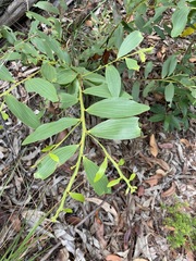 Acacia complanata