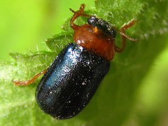 Smaragdina semiaurantiaca