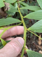 Acacia complanata