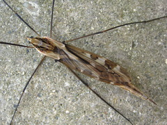 Tipula coquilletti