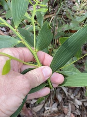 Acacia complanata