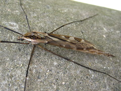 Tipula coquilletti