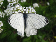 Pieris dulcinea