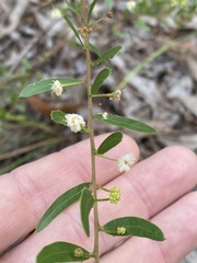 Acacia hispidula