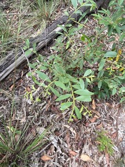 Acacia complanata