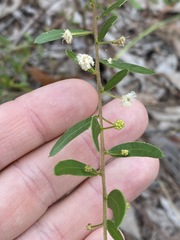 Acacia hispidula