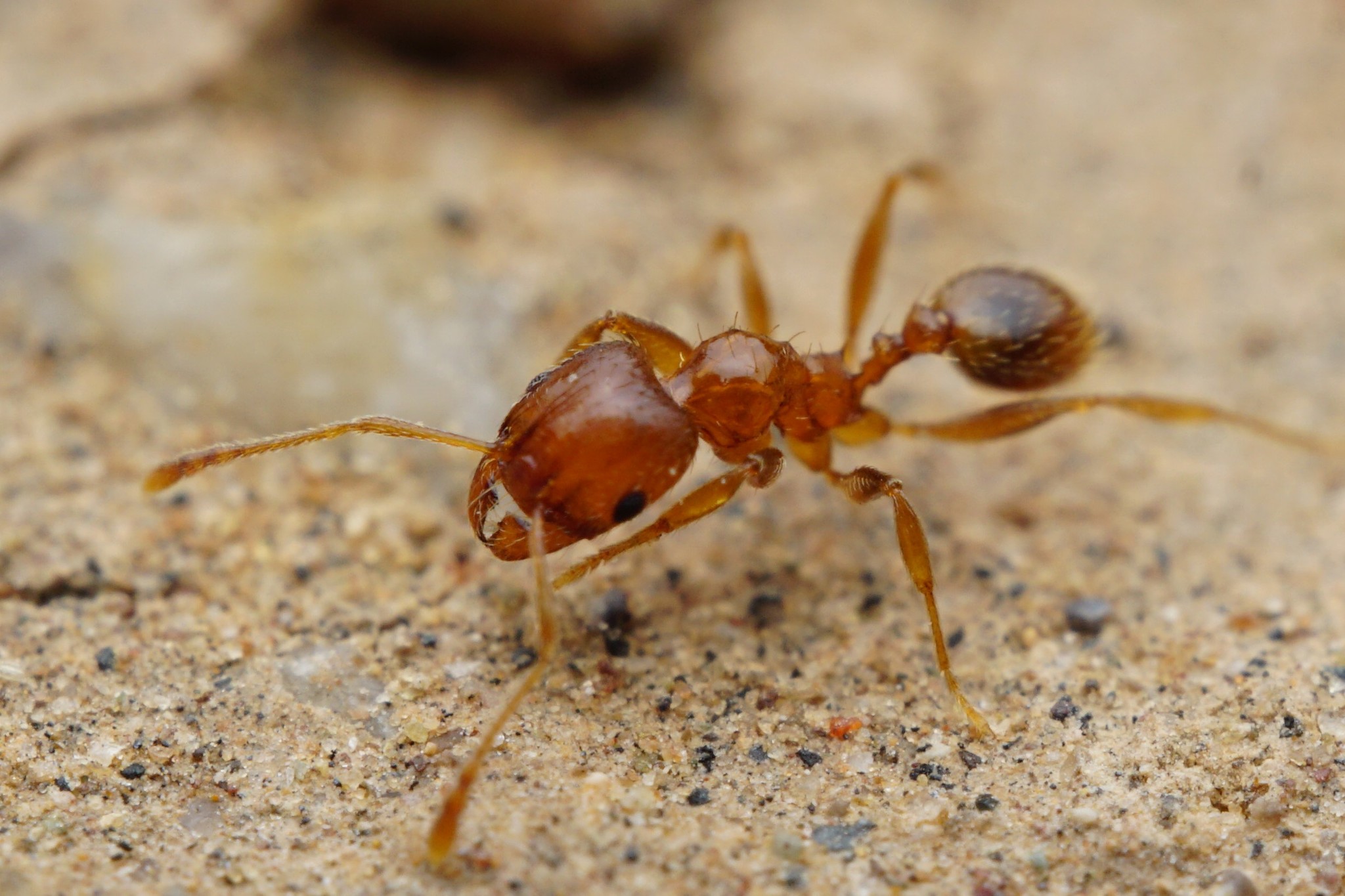 Pheidole spadonia