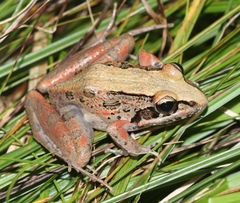 Gray's Stream Frog photo 4