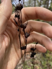 Haemodorum austroqueenslandicum