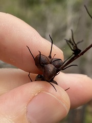 Haemodorum austroqueenslandicum